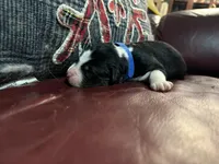 Kristoff , a male Australian Shepherd for sale in Terryville, CT – Photo 2 of 5