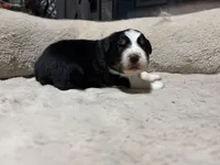 Kristoff , a male Australian Shepherd for sale in Terryville, CT – Photo 4 of 5