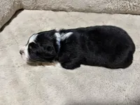 Kristoff , a male Australian Shepherd for sale in Terryville, CT – Photo 5 of 5