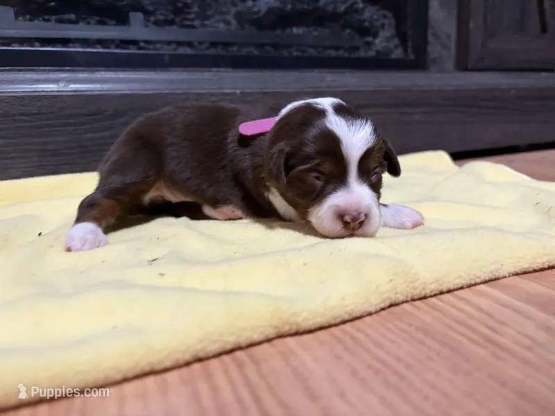 Gypsy  – Miniature Australian Shepherd puppy for sale in Terryville, CT