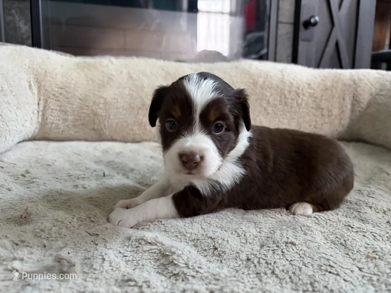 Gypsy  – Miniature Australian Shepherd puppy for sale in Terryville, CT