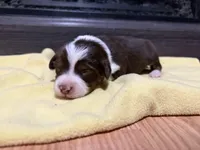 Gypsy , a female Miniature Australian Shepherd for sale in Terryville, CT – Photo 2 of 3