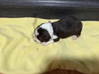 Gypsy , a female Miniature Australian Shepherd for sale in Terryville, CT – Photo 3 of 3