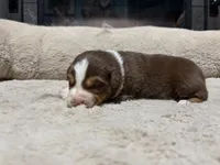 Sven , a male Australian Shepherd for sale in Terryville, CT – Photo 4 of 5