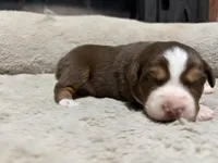 Sven , a male Australian Shepherd for sale in Terryville, CT – Photo 3 of 5
