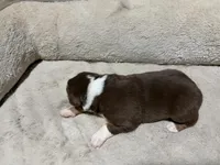 Sven , a male Australian Shepherd for sale in Terryville, CT – Photo 5 of 5