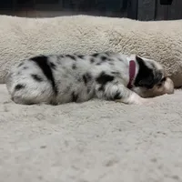 Digory , a male Australian Shepherd for sale in Terryville, CT – Photo 5 of 5
