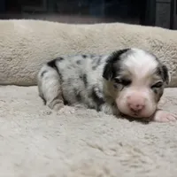 Digory , a male Australian Shepherd for sale in Terryville, CT – Photo 1 of 5