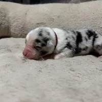 Digory , a male Australian Shepherd for sale in Terryville, CT – Photo 2 of 5