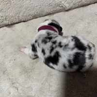 Digory , a male Australian Shepherd for sale in Terryville, CT – Photo 4 of 5