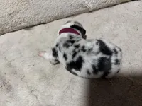 Digory , a male Australian Shepherd for sale in Terryville, CT – Photo 3 of 3