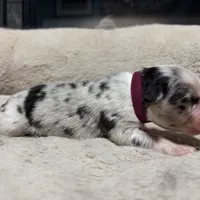 Digory , a male Australian Shepherd for sale in Terryville, CT – Photo 3 of 5