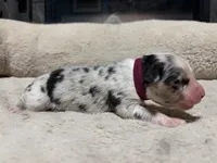 Digory , a male Australian Shepherd for sale in Terryville, CT – Photo 2 of 3