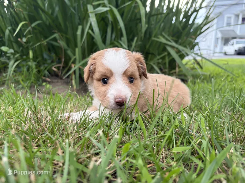 Elton – Miniature Australian Shepherd puppy for sale in Terryville, CT