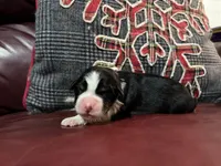 processed/1bd54adc-3987-425b-afb5-306c3475a50e/listing/cf1185e2-df0c-49f3-8919-ab3ab48296d7/5442abff-5f46-4fc9-b13e-88ef66987da3