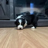 Bulda, a female Australian Shepherd for sale in Terryville, CT – Photo 3 of 4