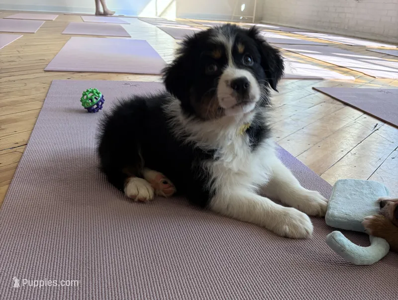 Bulda – Australian Shepherd puppy for sale in Terryville, CT