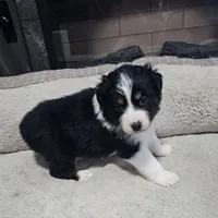 Bulda, a female Australian Shepherd for sale in Terryville, CT – Photo 4 of 4