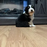 Bulda, a female Australian Shepherd for sale in Terryville, CT – Photo 2 of 4