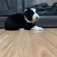 Hans, a male Australian Shepherd for sale in Terryville, CT – Photo 5 of 5