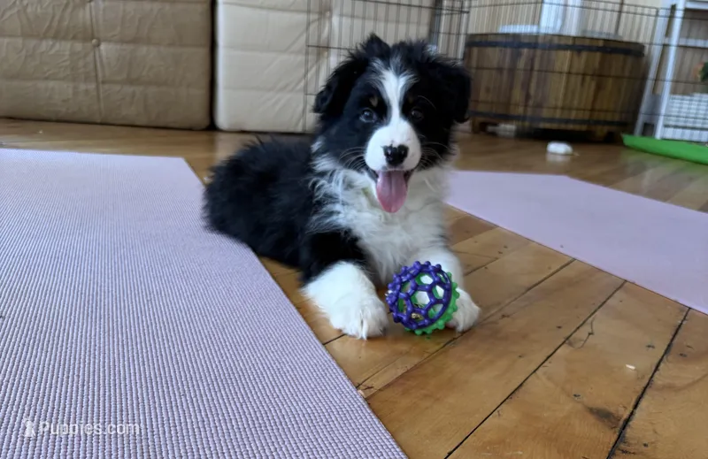 Hans – Australian Shepherd puppy for sale in Terryville, CT