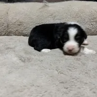 Hans, a male Australian Shepherd for sale in Terryville, CT – Photo 4 of 5