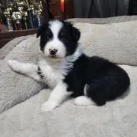 Hans, a male Australian Shepherd for sale in Terryville, CT – Photo 2 of 5