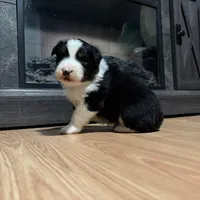 Hans, a male Australian Shepherd for sale in Terryville, CT – Photo 3 of 5