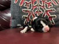 processed/1bd54adc-3987-425b-afb5-306c3475a50e/listing/d9be5db5-a870-4a6c-a387-cfef1d83f437/09ff8d1a-6715-45c2-a4de-d55de6fb5f39