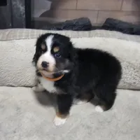 Gerda (Runt), a female Australian Shepherd for sale in Terryville, CT – Photo 5 of 5