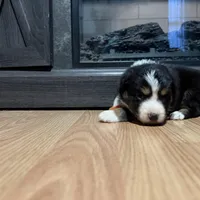 Gerda (Runt), a female Australian Shepherd for sale in Terryville, CT – Photo 1 of 5