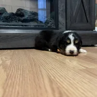 Gerda (Runt), a female Australian Shepherd for sale in Terryville, CT – Photo 3 of 5