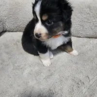 Gerda (Runt), a female Australian Shepherd for sale in Terryville, CT – Photo 4 of 5