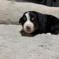 Gerda (Runt), a female Australian Shepherd for sale in Terryville, CT – Photo 2 of 5