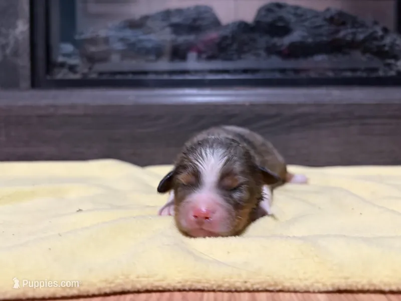 Charles – Miniature Australian Shepherd puppy for sale in Terryville, CT