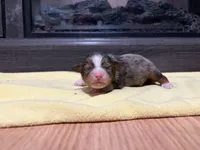 Charles, a male Miniature Australian Shepherd for sale in Terryville, CT – Photo 3 of 3