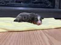 Charles, a male Miniature Australian Shepherd for sale in Terryville, CT – Photo 2 of 3