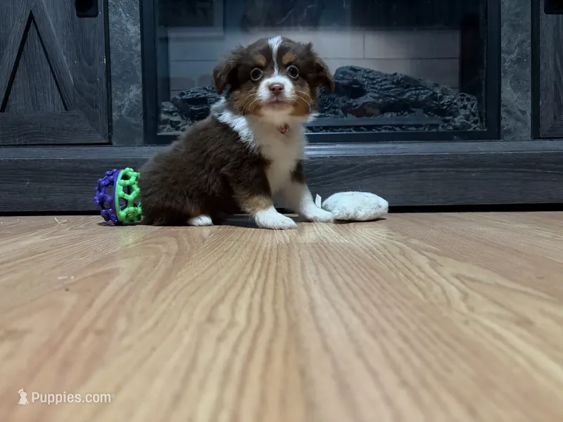 Penny  – Miniature Australian Shepherd puppy for sale in Terryville, CT