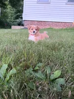 Rosie (has tail) , a female Miniature Australian Shepherd for sale in Terryville, CT – 2 of 3