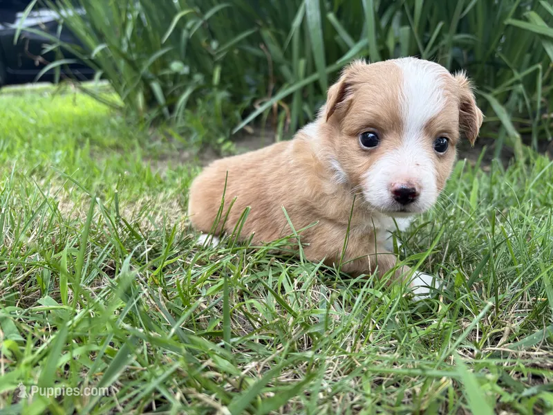 Jojo (has tail)  – Miniature Australian Shepherd puppy for sale in Terryville, CT