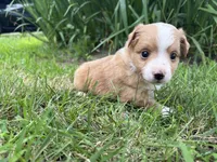Jojo (has tail) , a female Miniature Australian Shepherd for sale in Terryville, CT – 1 of 2