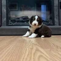 Arendelle , a female Australian Shepherd for sale in Terryville, CT – Photo 2 of 4