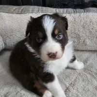 Arendelle , a female Australian Shepherd for sale in Terryville, CT – Photo 3 of 4