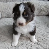 Arendelle , a female Australian Shepherd for sale in Terryville, CT – Photo 4 of 4