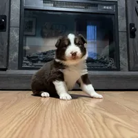 Arendelle , a female Australian Shepherd for sale in Terryville, CT – Photo 1 of 4