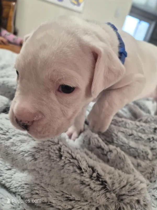 Blue collar (chase)  – Dogo Argentino puppy for sale in Aurora, CO