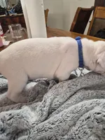 Blue collar (chase) , a male Dogo Argentino for sale in Aurora, CO – Photo 3 of 4