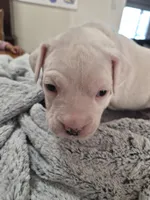 Blue collar (chase) , a male Dogo Argentino for sale in Aurora, CO – Photo 4 of 4