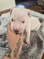 Silver collar , a male Dogo Argentino for sale in Aurora, CO – Photo 3 of 3