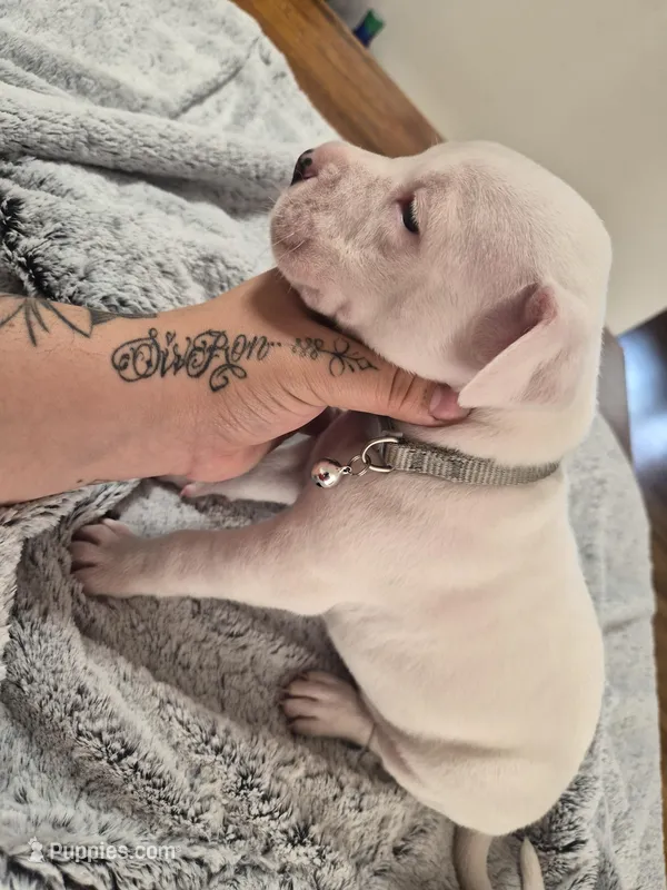 Silver collar  – Dogo Argentino puppy for sale in Aurora, CO